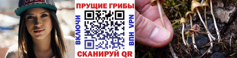Галлюциногенные грибы мухоморы  blacksprut рабочий сайт  Пыталово 
